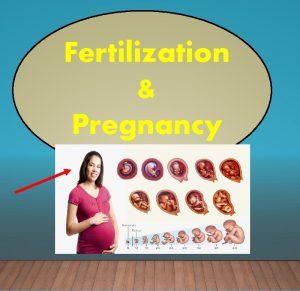 Fertilization Pregnancy What is Fertilization fertilization is when