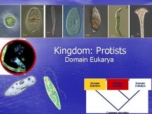 Kingdom Protists Domain Eukarya Domain Bacteria Domain Archaea