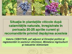 Situaia n plantaiile viticole dup calamitile naturale nregistrate