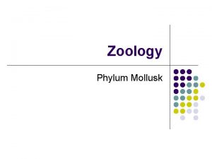 Zoology Phylum Mollusk I Intro to Mollusks A
