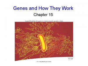 Genes and How They Work Chapter 15 The
