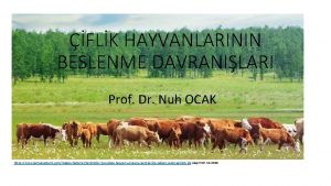 FLK HAYVANLARININ BESLENME DAVRANILARI Prof Dr Nuh OCAK