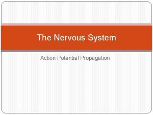 The Nervous System Action Potential Propagation What is