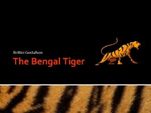 Brittni Gustafson The Bengal Tiger Classification Kingdom Animalia