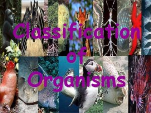 Classification of Organisms Categories of Biological Classification Taxonomy