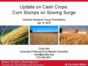 Update on Cash Crops Corn Slumps on Sowing