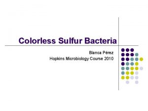 Colorless Sulfur Bacteria Blanca Prez Hopkins Microbiology Course