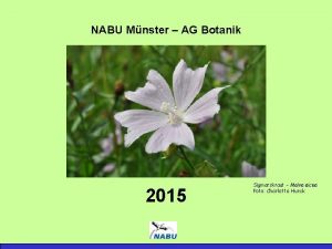 NABU Mnster AG Botanik 2015 Sigmarskraut Malva alcea