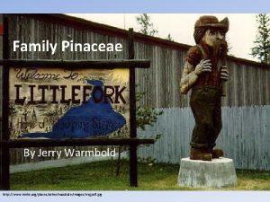 Family Pinaceae By Jerry Warmbold http www mnhs