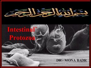 Intestinal Protozoa DR MONA BADR Giardia lamblia is