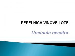 PEPELNICA VINOVE LOZE Uncinula necator PEPELNICA VINOVE LOZE