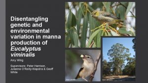 Disentangling genetic and environmental variation in manna production