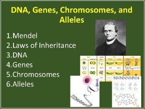 DNA Genes Chromosomes and Alleles 1 Mendel 2