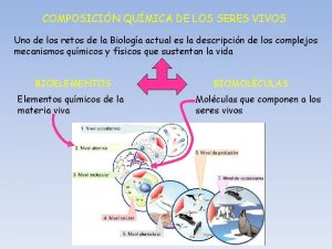 COMPOSICIN QUMICA DE LOS SERES VIVOS Uno de