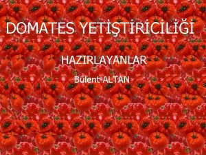 DOMATES YETTRCL HAZIRLAYANLAR Blent ALTAN DOMATES TARIMI Lycopersicon