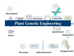 Plant Genetic Engineering Genetic Engineering The process of