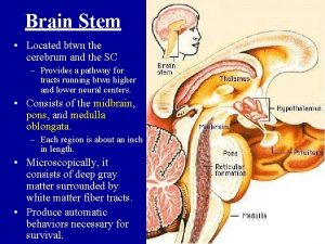 Brain Stem Located btwn the cerebrum and the