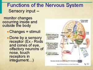 Functions of the Nervous System Sensory input monitor