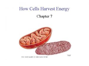 How Cells Harvest Energy Chapter 7 Respiration Organisms