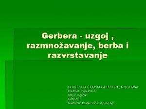 Gerbera uzgoj razmnoavanje berba i razvrstavanje SEKTOR POLJOPRIVREDA