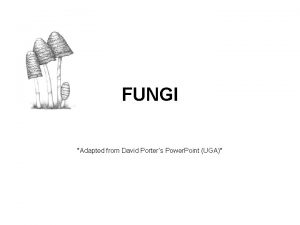 FUNGI Adapted from David Porters Power Point UGA