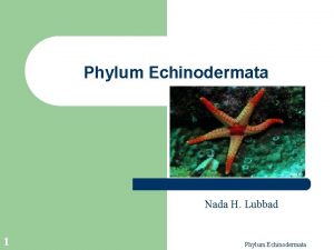 Phylum Echinodermata Nada H Lubbad 1 Phylum Echinodermata