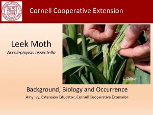 Cornell Cooperative Extension Leek Moth Acrolepiopsis assectella L