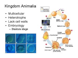Kingdom Animalia Multicellular Heterotrophs Lack cell walls Embryology