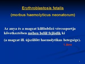 Erythroblastosis fetalis morbus haemolyticus neonatorum Az anya s
