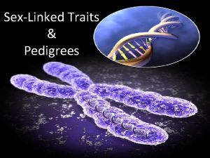 SexLinked Traits Pedigrees Linked Genes Some genes are