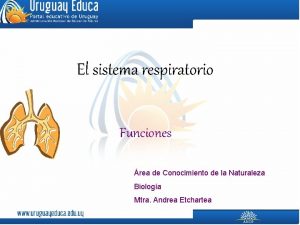 El sistema respiratorio Funciones rea de Conocimiento de