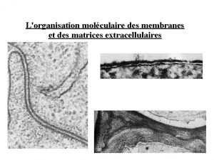 Lorganisation molculaire des membranes et des matrices extracellulaires