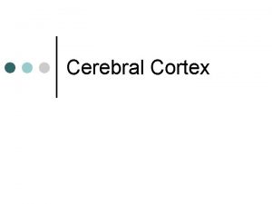 Cerebral Cortex Comparative Anatomy human cat rat Human