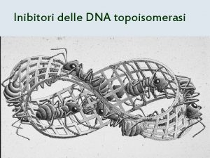 Inibitori delle DNA topoisomerasi STRUTTURA DELLE DNA TOPOISOMERASI