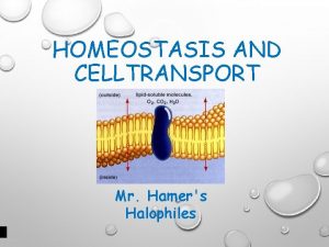 HOMEOSTASIS AND CELLTRANSPORT Mr Hamers Halophiles TRANSPORT THROUGH