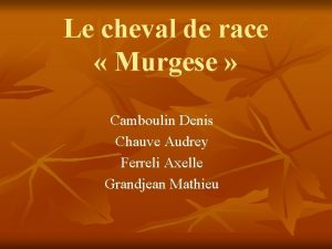 Le cheval de race Murgese Camboulin Denis Chauve
