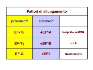 Fattori di allungamento procarioti eucarioti EFTu e EF