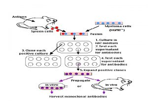 PRODUCTION ANTICORPS MONOCLONAUX Hybridomes Step 1 Immunisation des