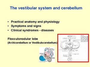 The vestibular system and cerebellum Practical anatomy and