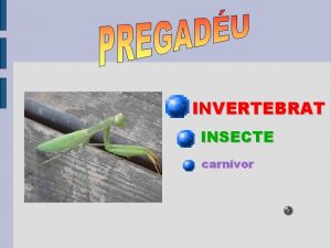 INVERTEBRAT INSECTE carnvor COM S Es de mida