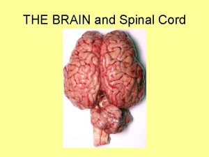 THE BRAIN and Spinal Cord 9 12 Meninges