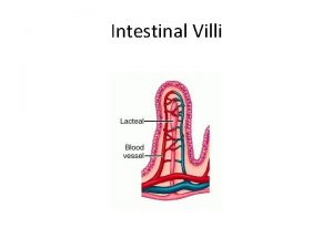 Intestinal Villi Absorption of Fat Glycerol Short Chain