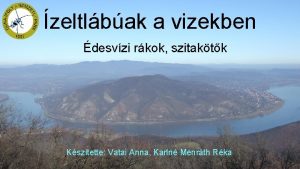 zeltlbak a vizekben desvzi rkok szitaktk Ksztette Vatai