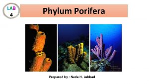 Phylum Porifera Prepared by Nada H Lubbad Porifera