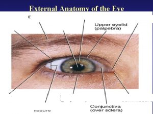 External Anatomy of the Eye Lacrimal Apparatus of