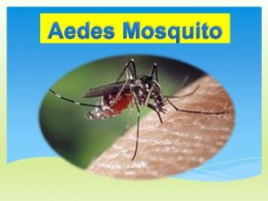 Aedes Mosquito AEDES MOSQUITO The Aedes mosquito is