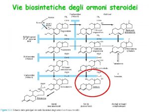 Vie biosintetiche degli ormoni steroidei Regolazione della sintesi