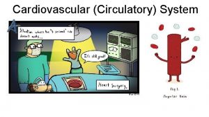 Cardiovascular Circulatory System Systemic Circulation delivers blood to