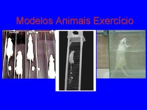 Modelos Animais Exerccio Camundongos Nadadores Camundongos Nadadores Camundongos