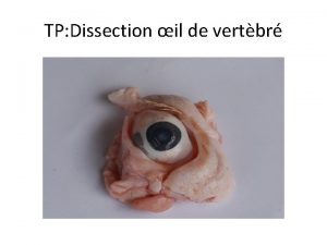 TP Dissection il de vertbr Cristallin Des cellules